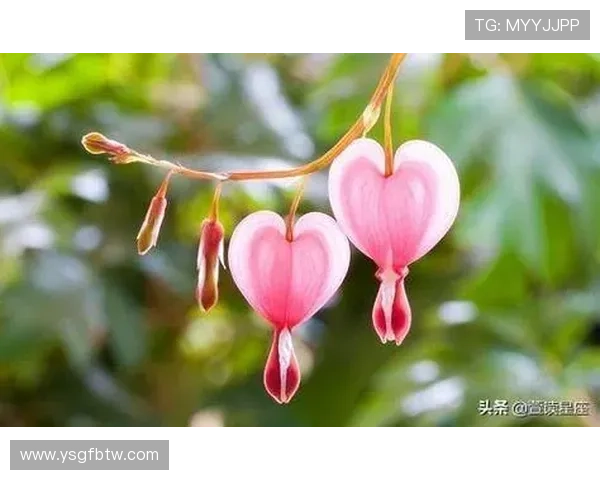 摩羯座企业家的成功秘诀：务实、坚韧与远见如何助力事业腾飞